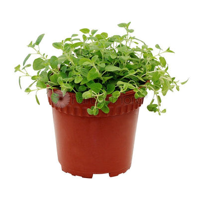 OREGANO P15C (PR)