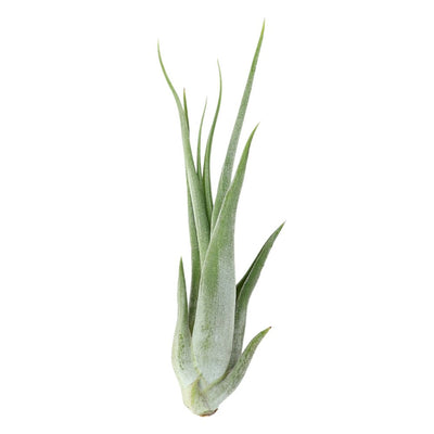 T. PAUCIFOLIA (CIRCINATA) Medium (Height 12.5 cm)
