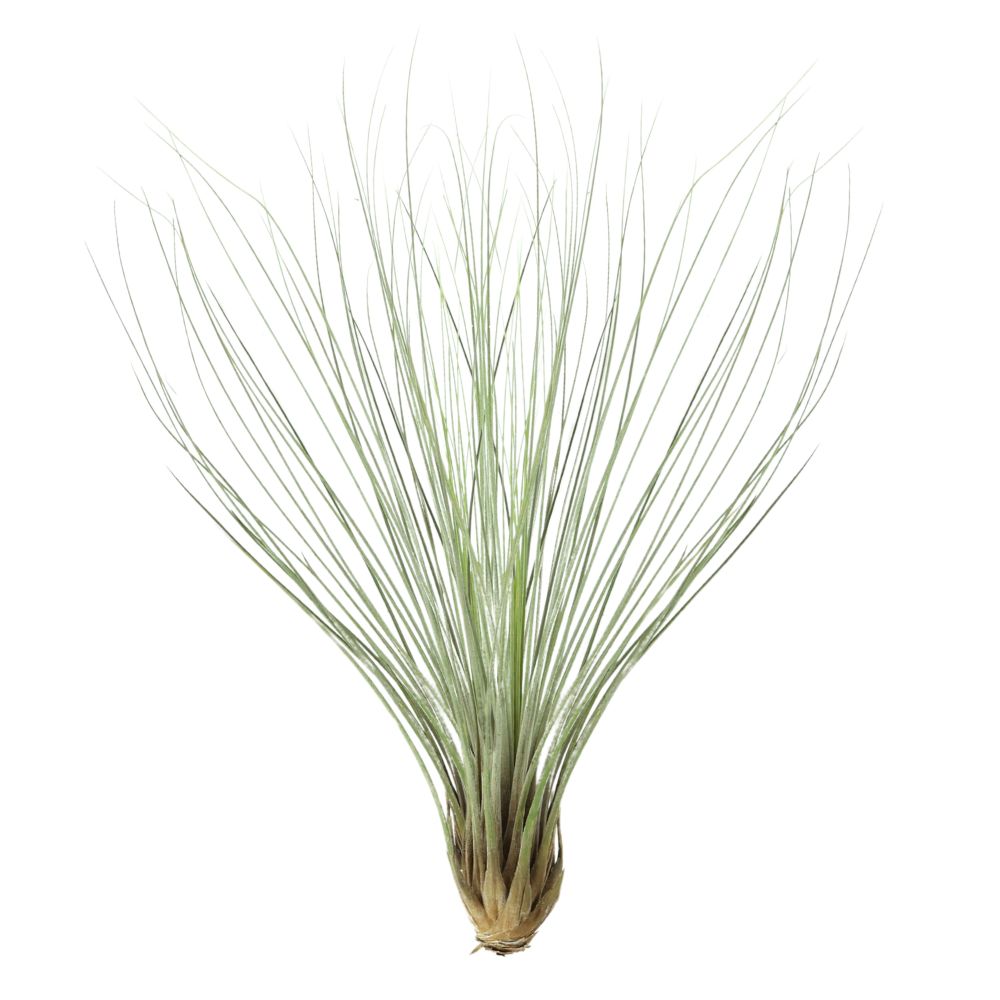 T. JUNCEA Large (Height 30 cm)