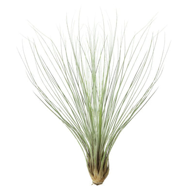 T. JUNCEA Large (Height 30 cm)