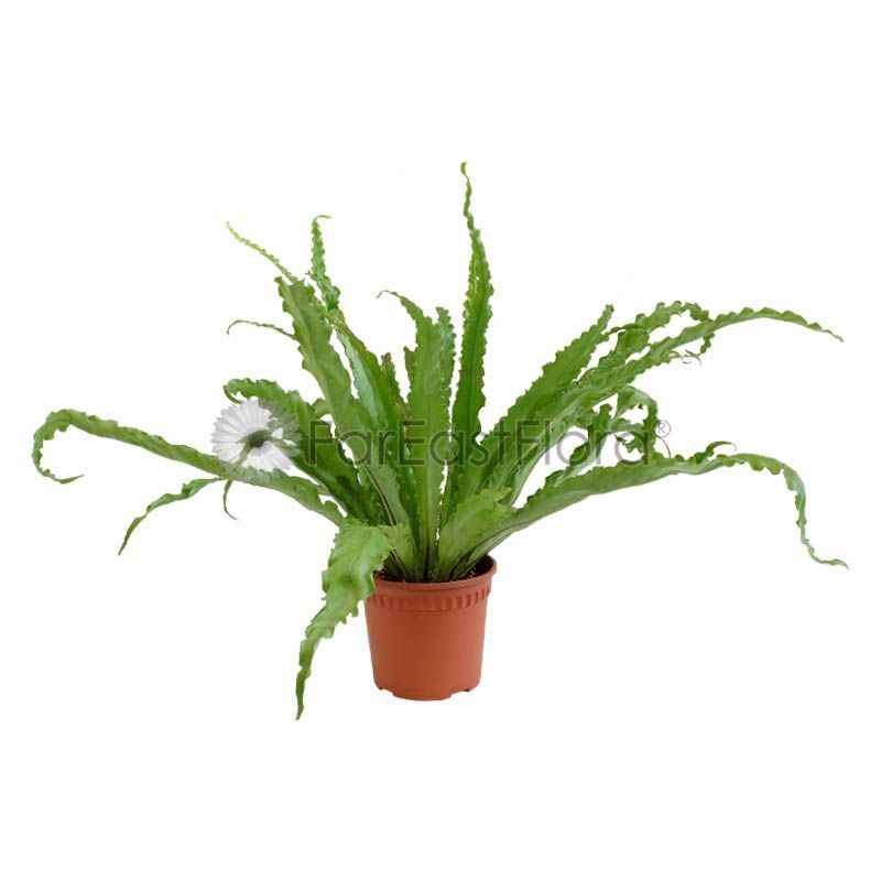 ASPLENIUM OSAKA P8CM (YG)
