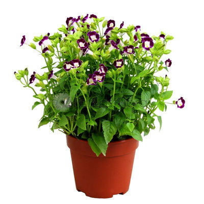 TORENIA ASSORTED P15C (YX/PR)