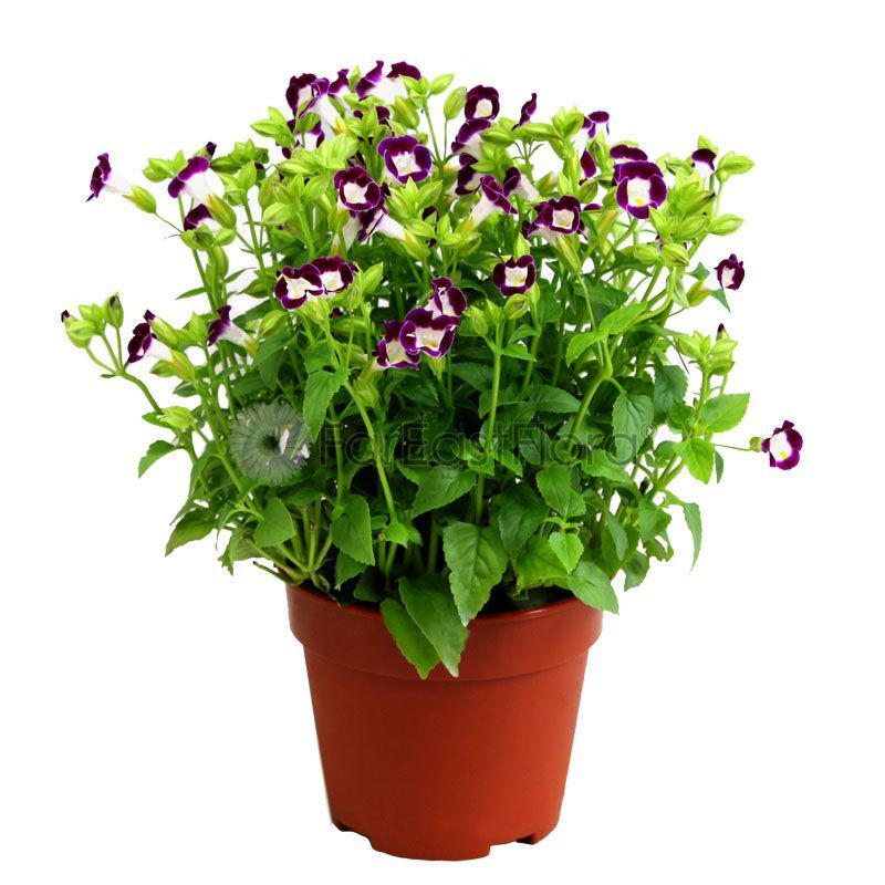 TORENIA ASSORTED P15C (YX/PR)