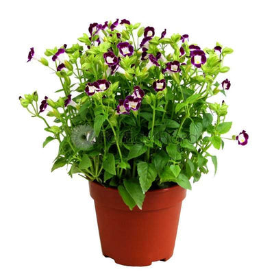 TORENIA ASSORTED P15C (YX/PR)