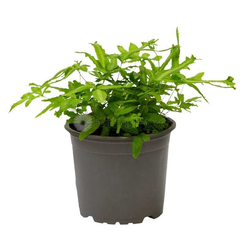 PTERIS ALBOLINEATA P12C (YG)