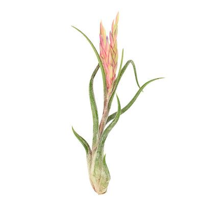 T. CAPUT MEDUSAE Large (Height 15 cm)