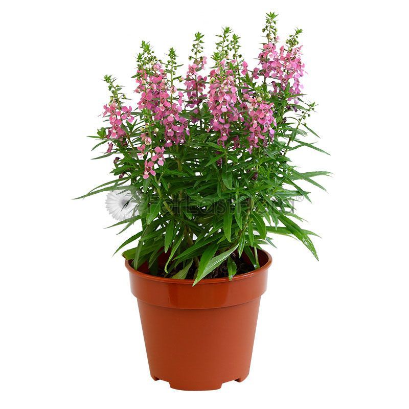 ANGELONIA ASSORTED P15C (YX/PR)