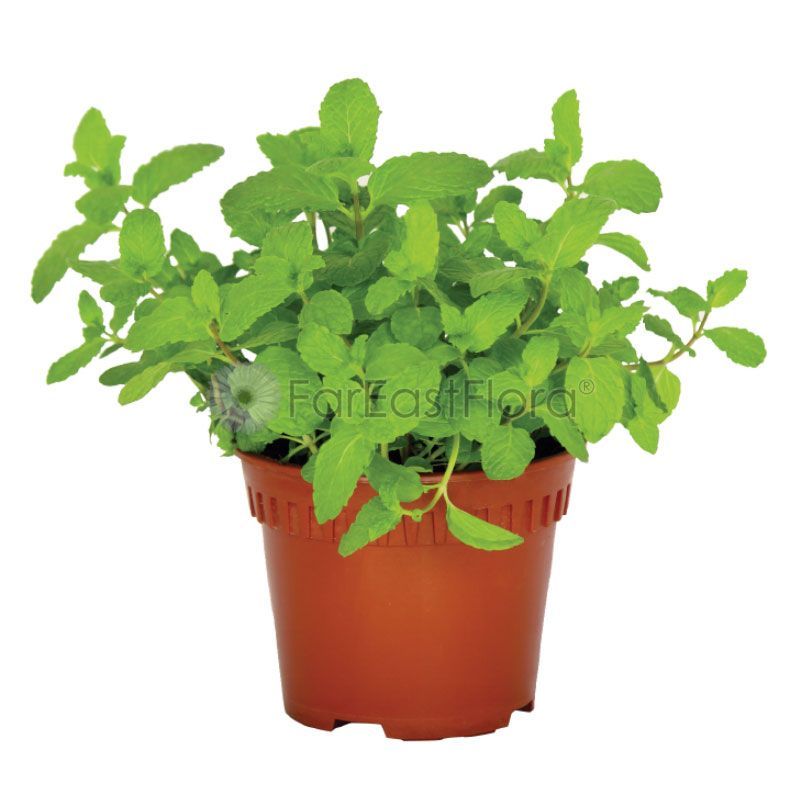 MINT P15C/P22C (PR/SH/YX)