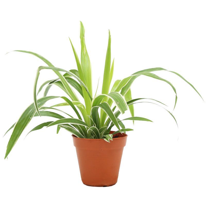 CHLOROPHYTUM 'SPIDER PLANT' P8.5C (PR)