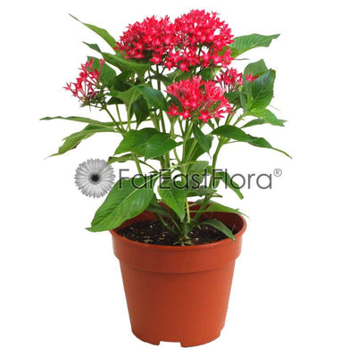 PENTAS ASSORTED P15C (YX)