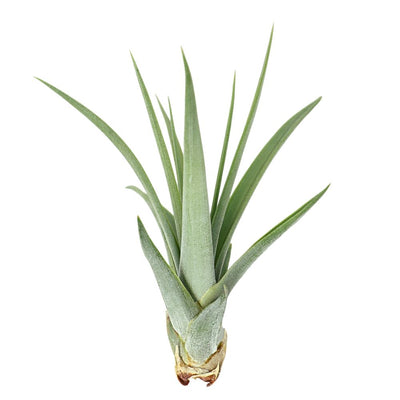 T. CONCOLOR Medium (Width 12.5 cm)