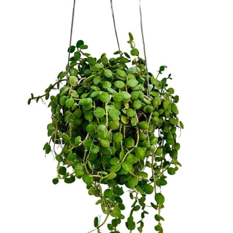 DISCHIDIA NUMMULARIS IN POT 4" (TS)