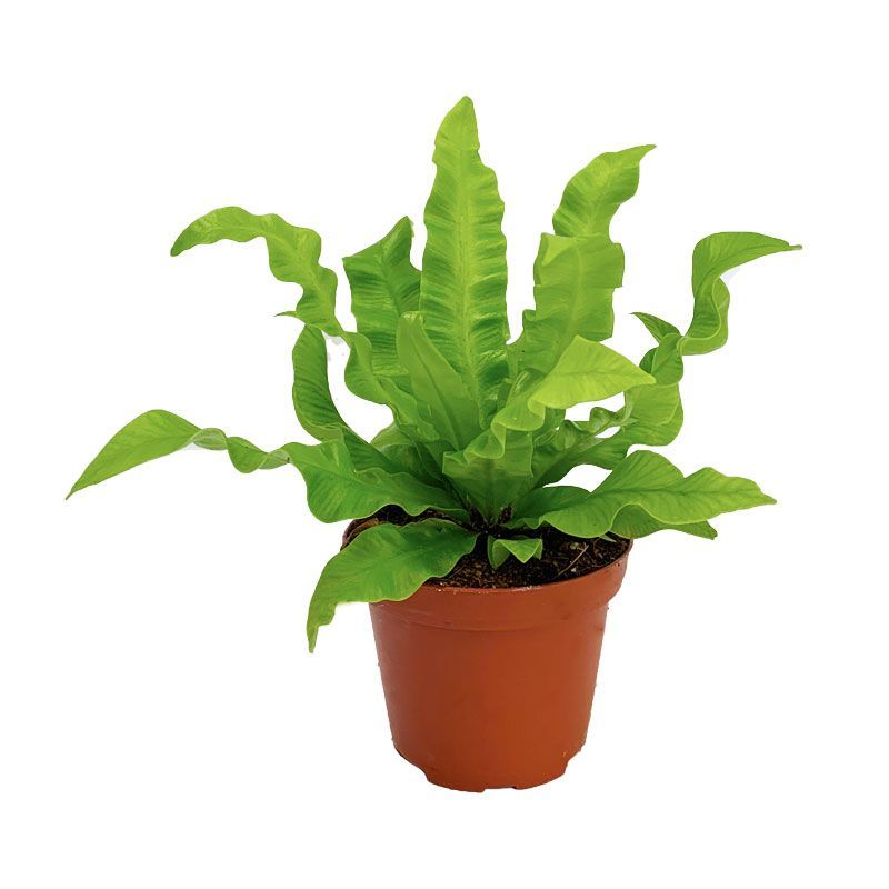 ASPLENIUM CRISPY WAVE P8C (YG)