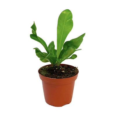 ASPLENIUM MANILA P8C (YG)