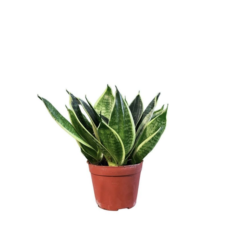 SANSEVIERIA BLACK STAR P9C-荷花兰(TB/HF)