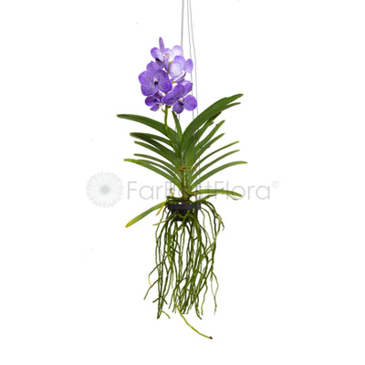 Thai Vandaceous Orchids Assorted