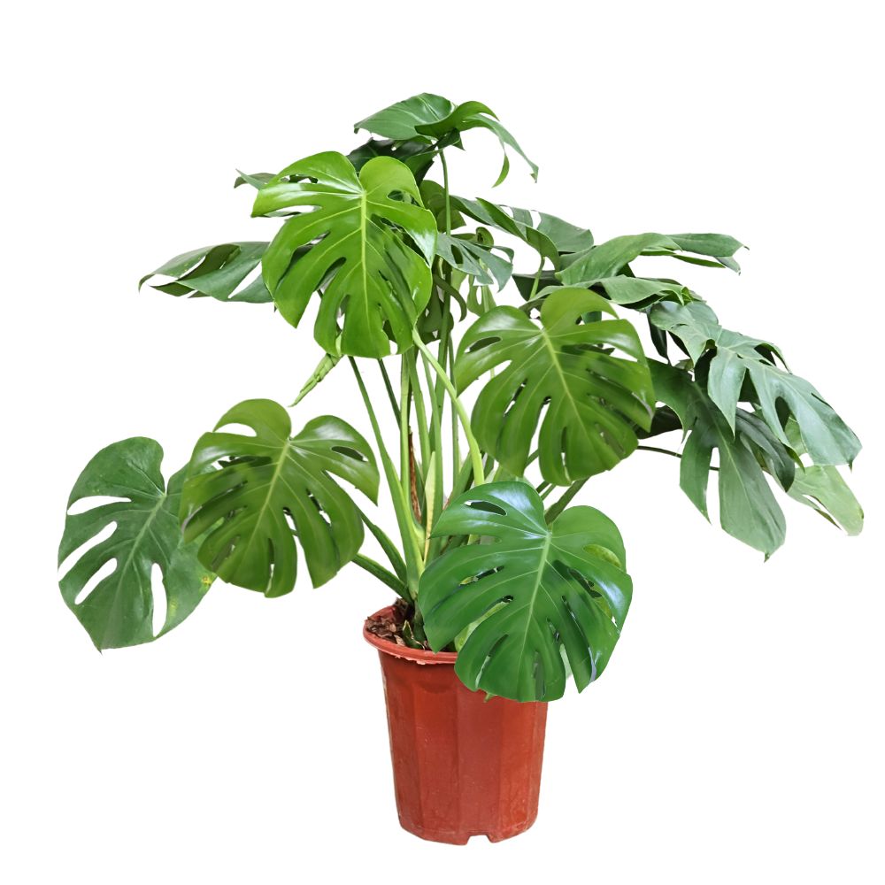 MONSTERA DELICIOSA-龟背竹P320# (TB)