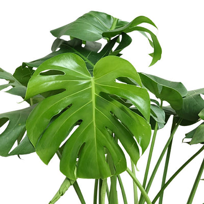 MONSTERA DELICIOSA-龟背竹P320# (TB)