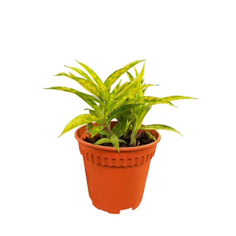 DRACAENA SURCULOSA GOLD DUST P12C (GA)