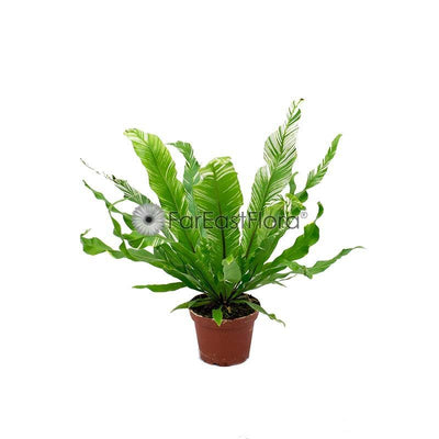 ASPLENIUM FUZZY VARIEGATED P8C (YG)