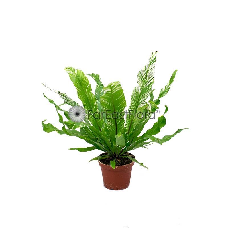 ASPLENIUM FUZZY VARIEGATED P8C (YG)