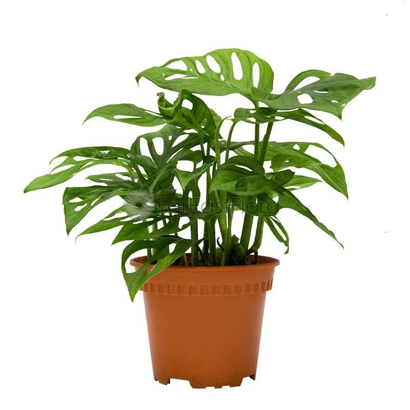 MONSTERA ADANSONII P12C (LTK)