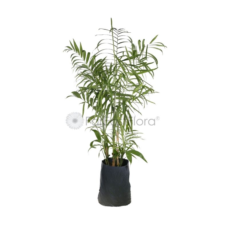 BAMBOO PALM 4FT