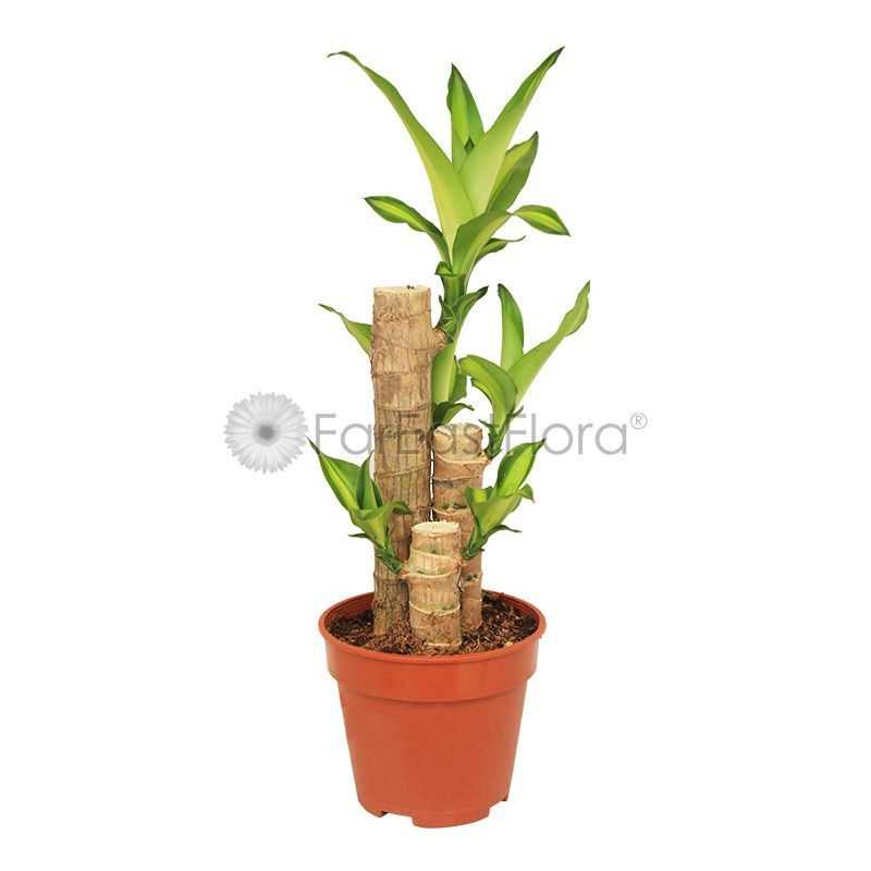 DRACAENA FRAGRANS P15C 3PP 1FT (LTK)
