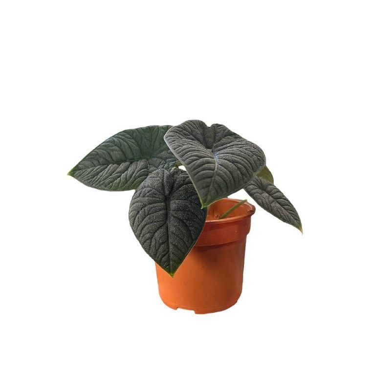 ALOCASIA MELO P12/15C (FH/SH)
