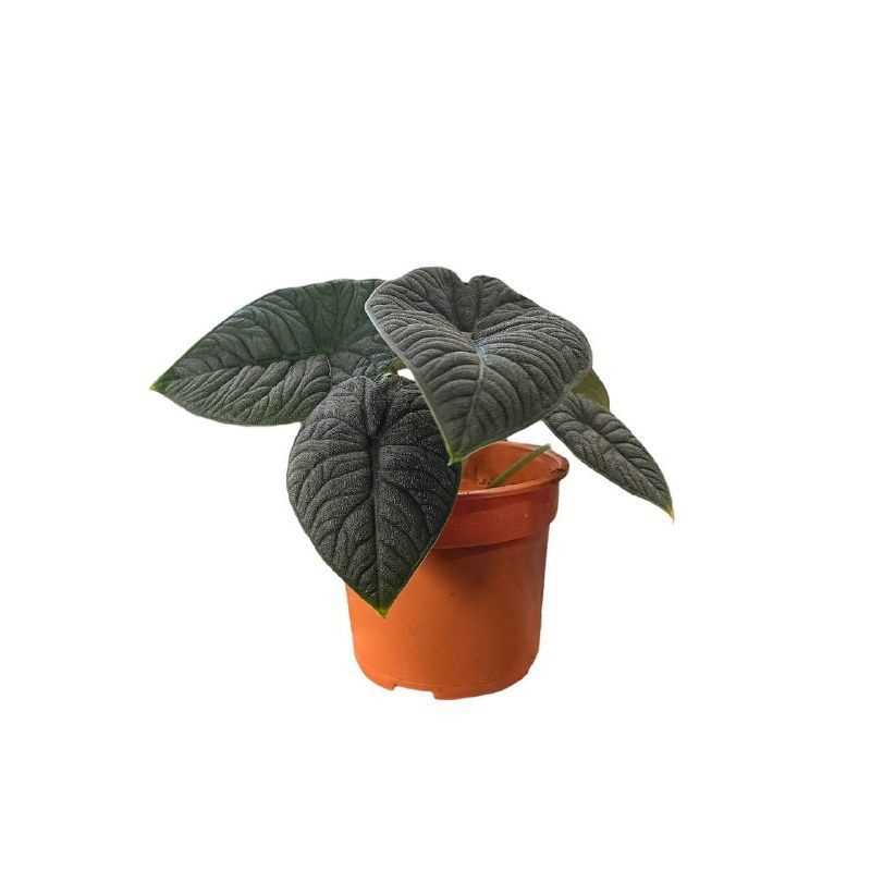 ALOCASIA MELO P12/15C (FH/SH)