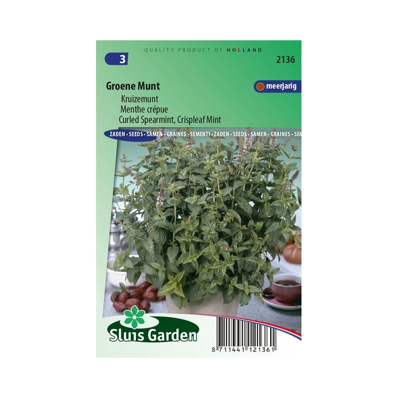 SL2136 Curled Spearmint
