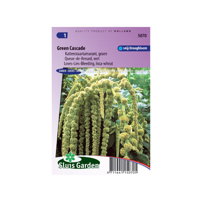 SL5070 Love-Lies-Bleeding Green Cascade