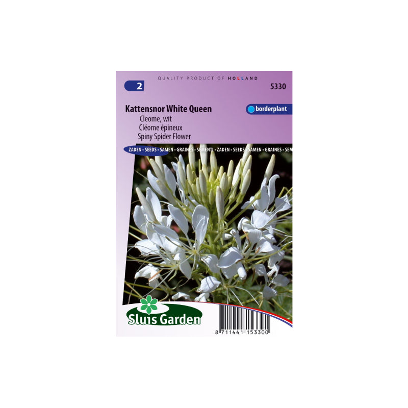SL5330 Spiny Spider Flower White Queen