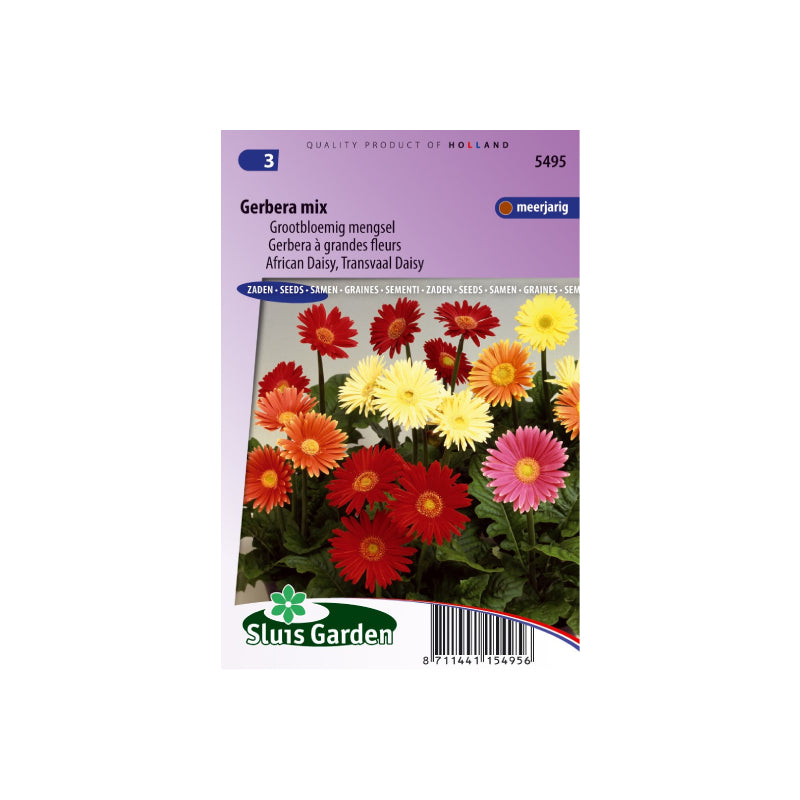 SL5495 African Daisy Transvaal Daisy mix