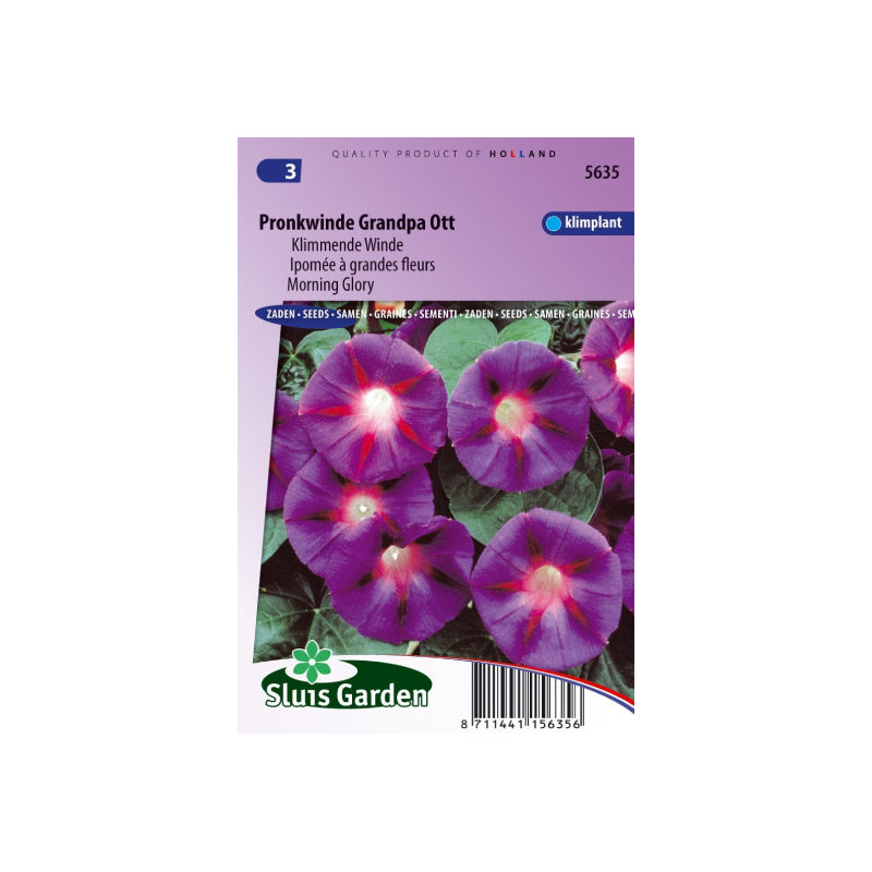 SL5635 Morning Glory Grandpa Ott`