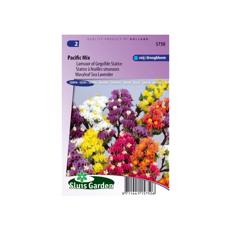 SL5750 Wavyleaf Sea Lavender Pacific Mix