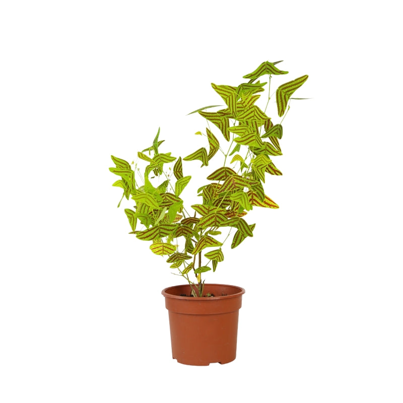 CHRISTIA OBCORDATA