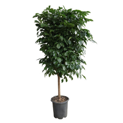 RADERMACHERA SINICA SINGLE STEM-绿宝 单杆 (TB)
