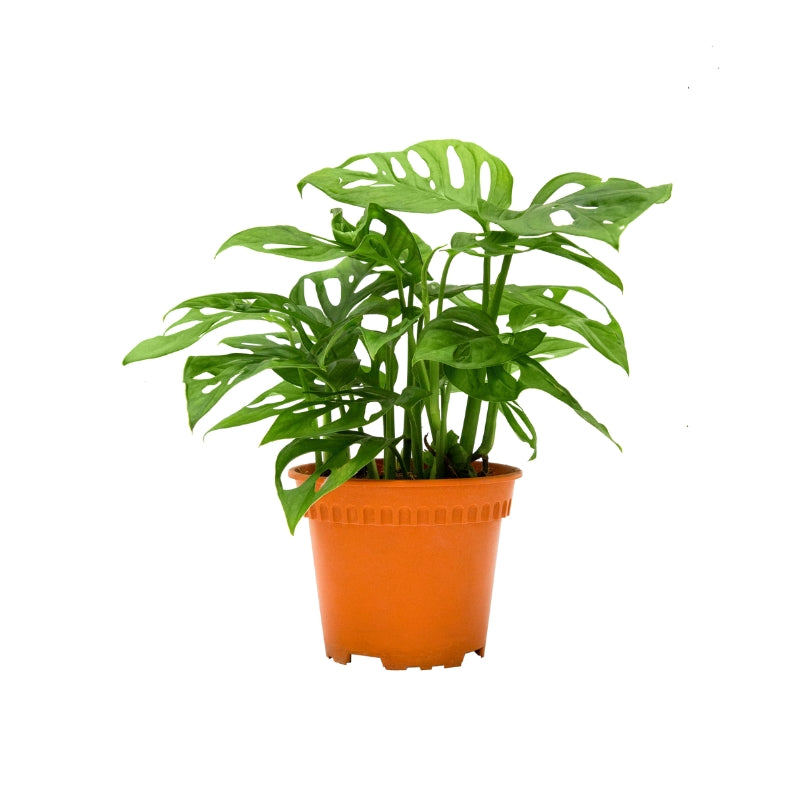 MONSTERA ADANSONII P15C (GA)