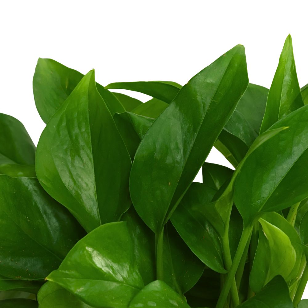 MONEY PLANT GREEN P12C- 绿萝青叶 (HF)