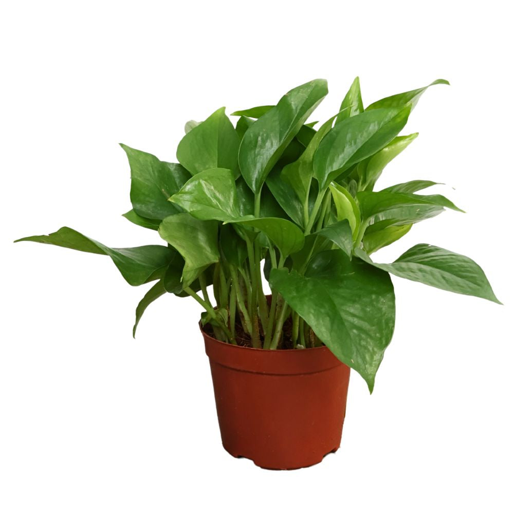 MONEY PLANT GREEN P12C- 绿萝青叶 (HF)