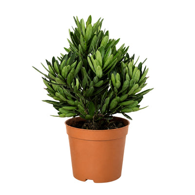 PODOCARPUS CHRYSANTHEMUM P9C-菊花心罗汉松 (TB)