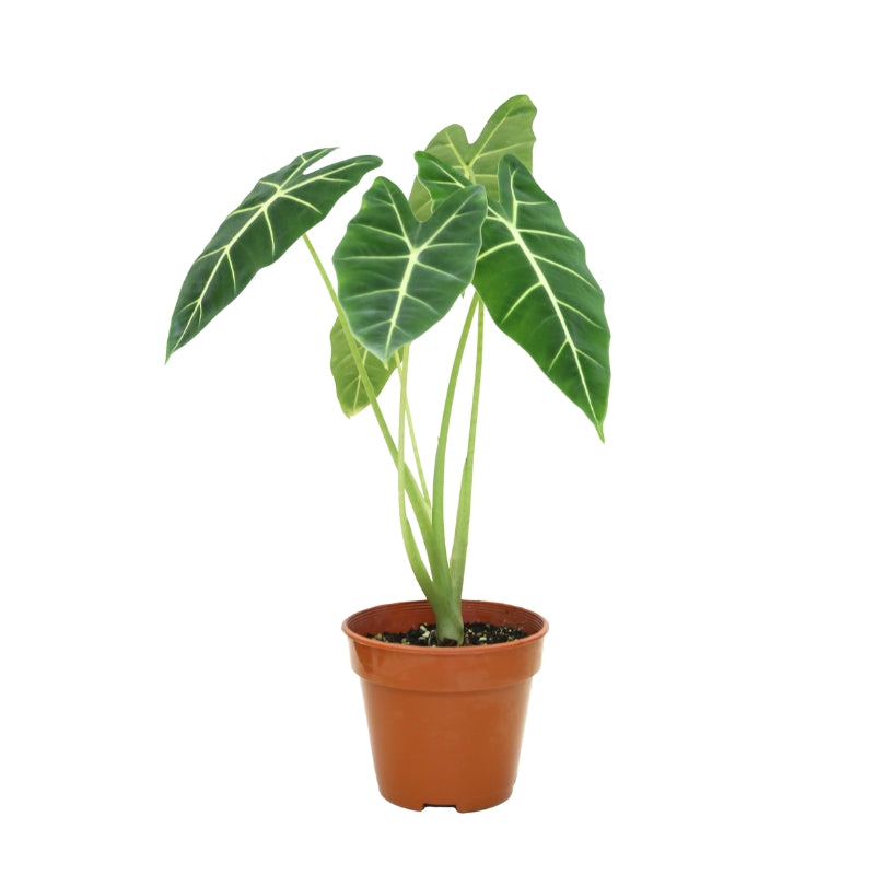Alocasia Green Velvet / Frydek