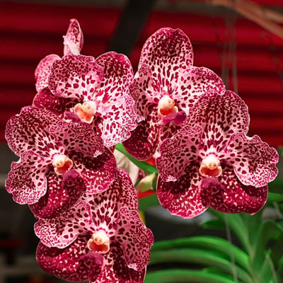 VANDA ASSORTED HANGING (PSG)