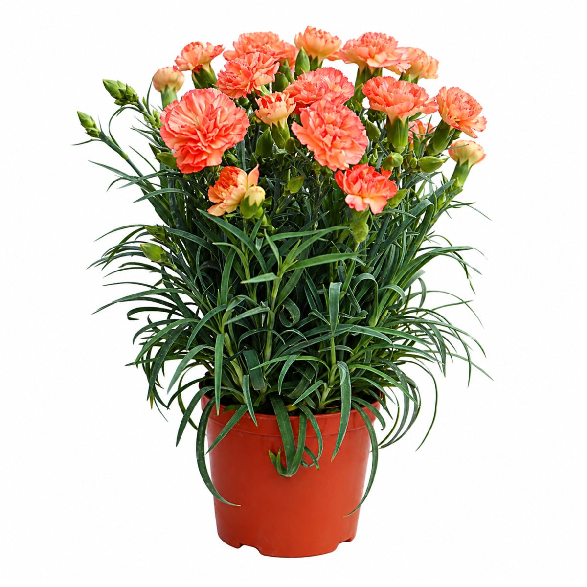 DIANTHUS ASSORTED P11/12C-康乃馨大头花 (AF/HF)