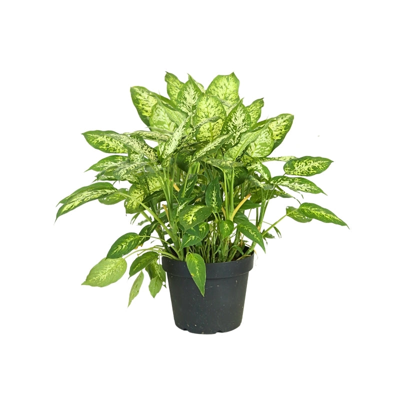DIEFFENBACHIA COMPACTA