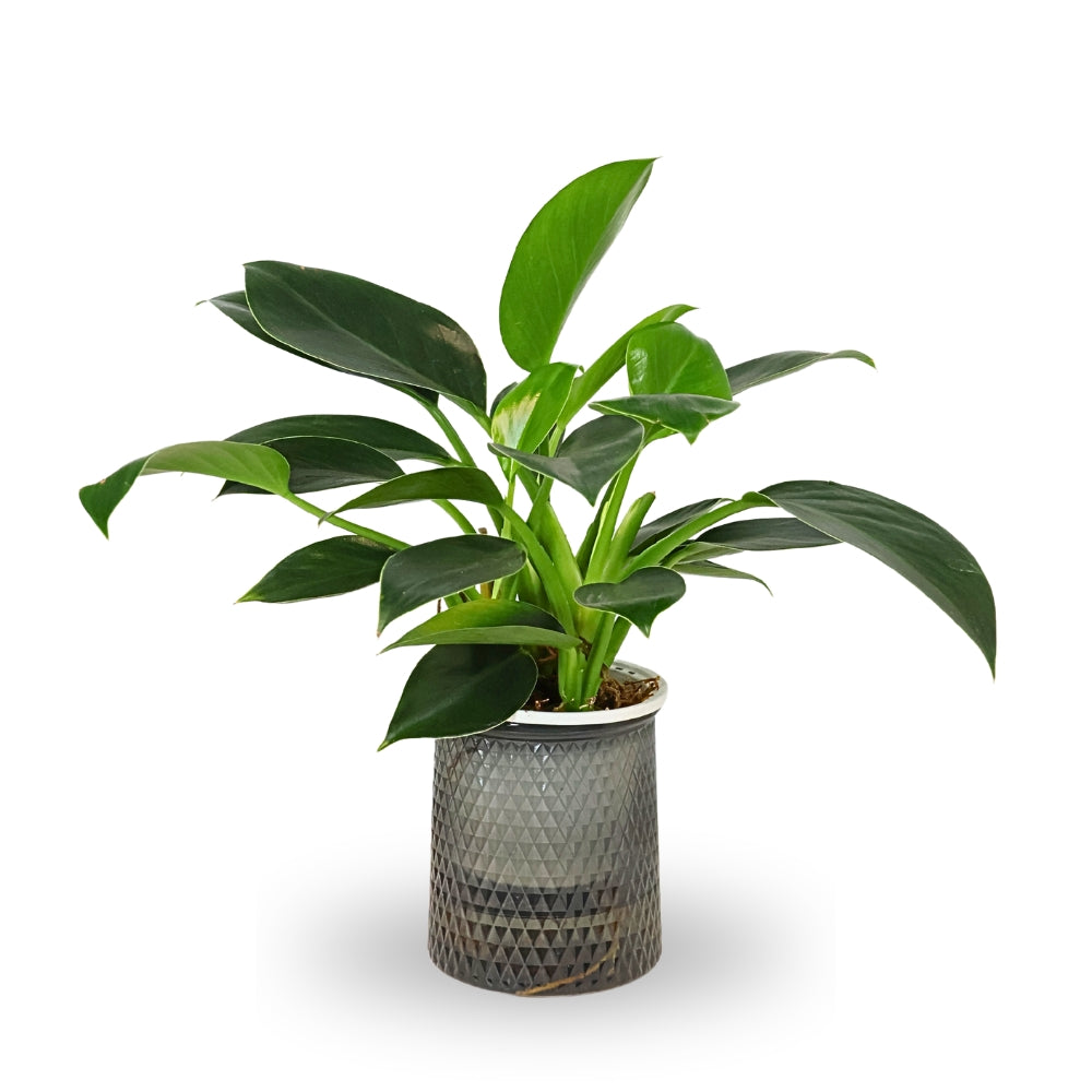 PHILODENDRON GREEN PRINCESS HYDRO P11C- 水培绿公主 (AF)