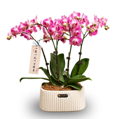 PHALAENOPSIS ARRANGEMENT S/O $79.90