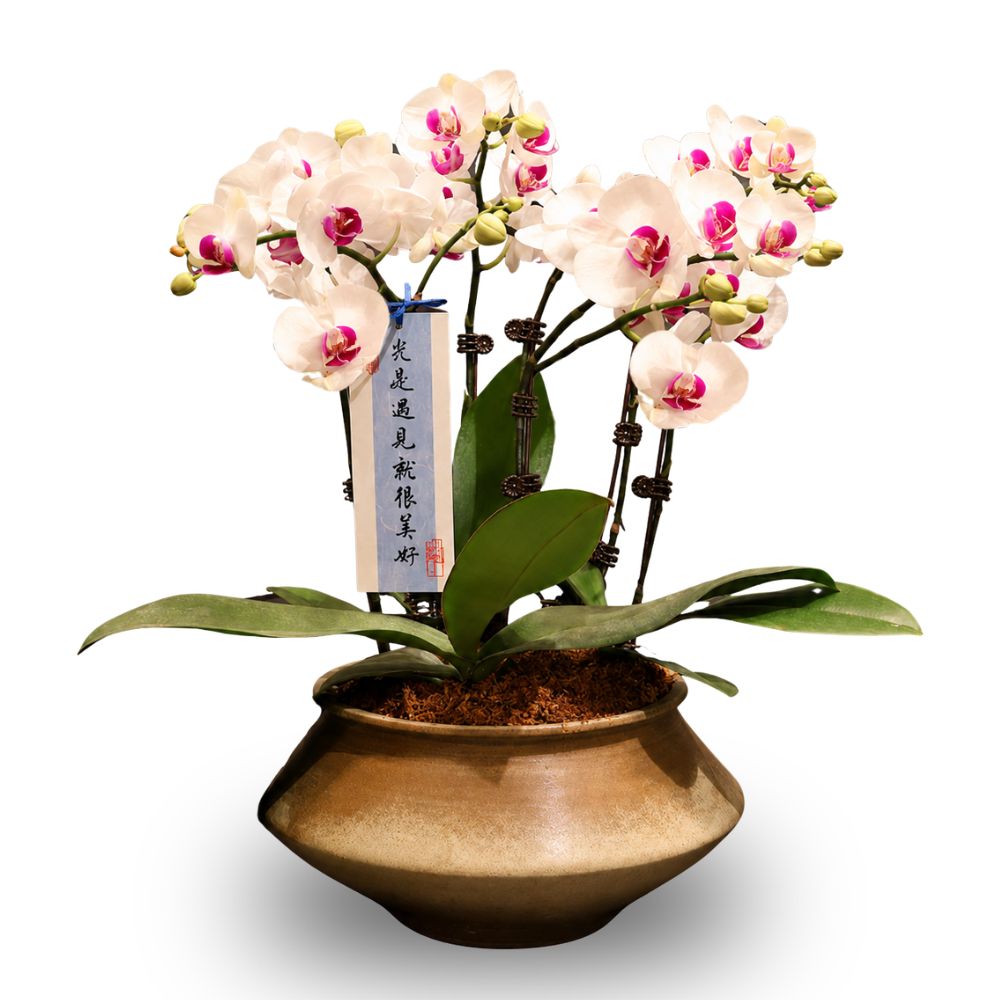 PHALAENOPSIS ARRANGEMENT S/O $99.90