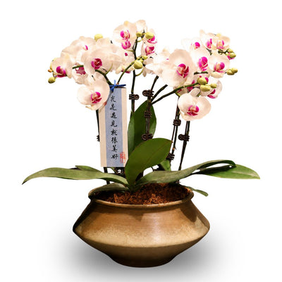 PHALAENOPSIS ARRANGEMENT S/O $99.90